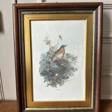 Antique illustration of a bird. Antique framed illustration of a bird.