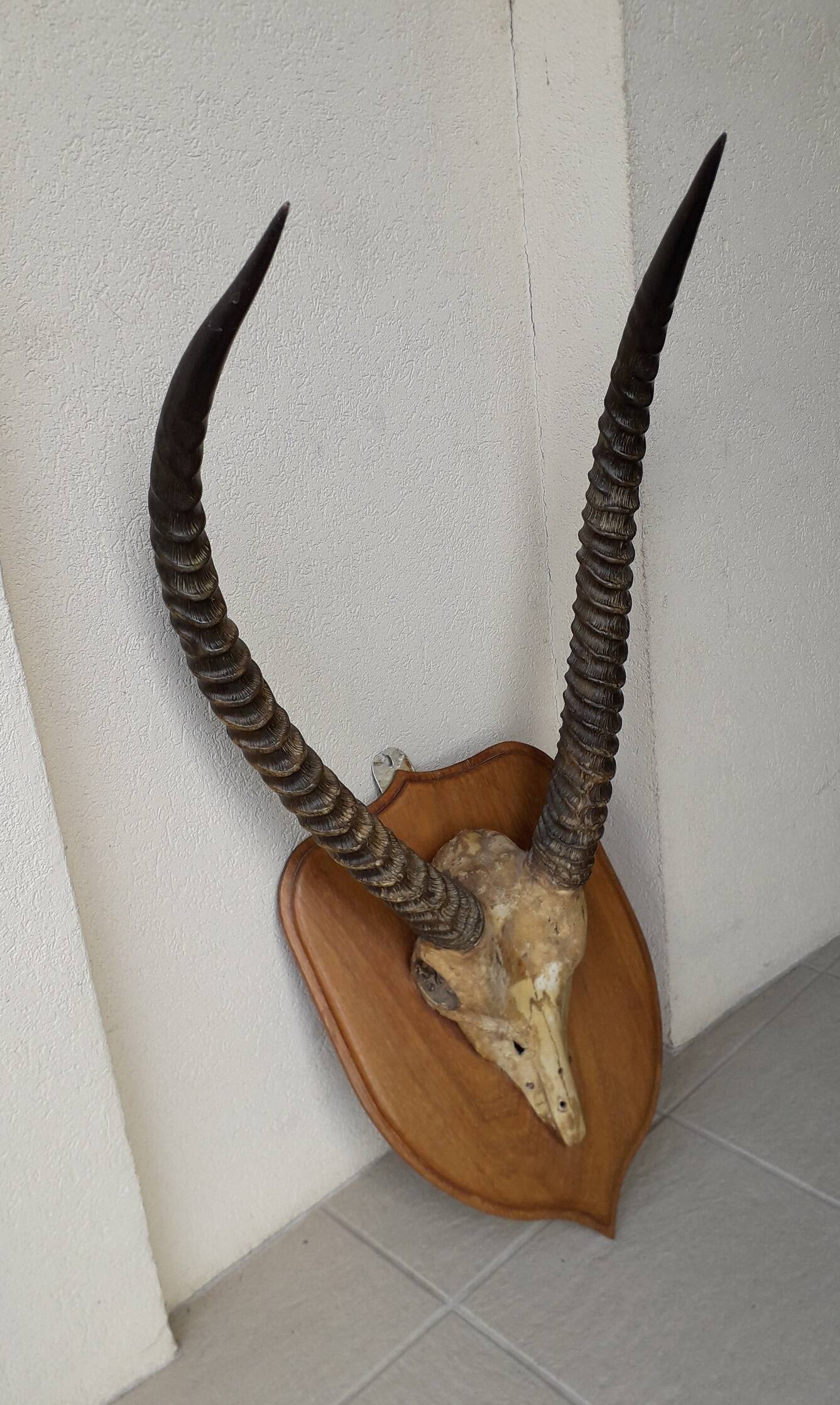 Trophée cornes d'Afrique