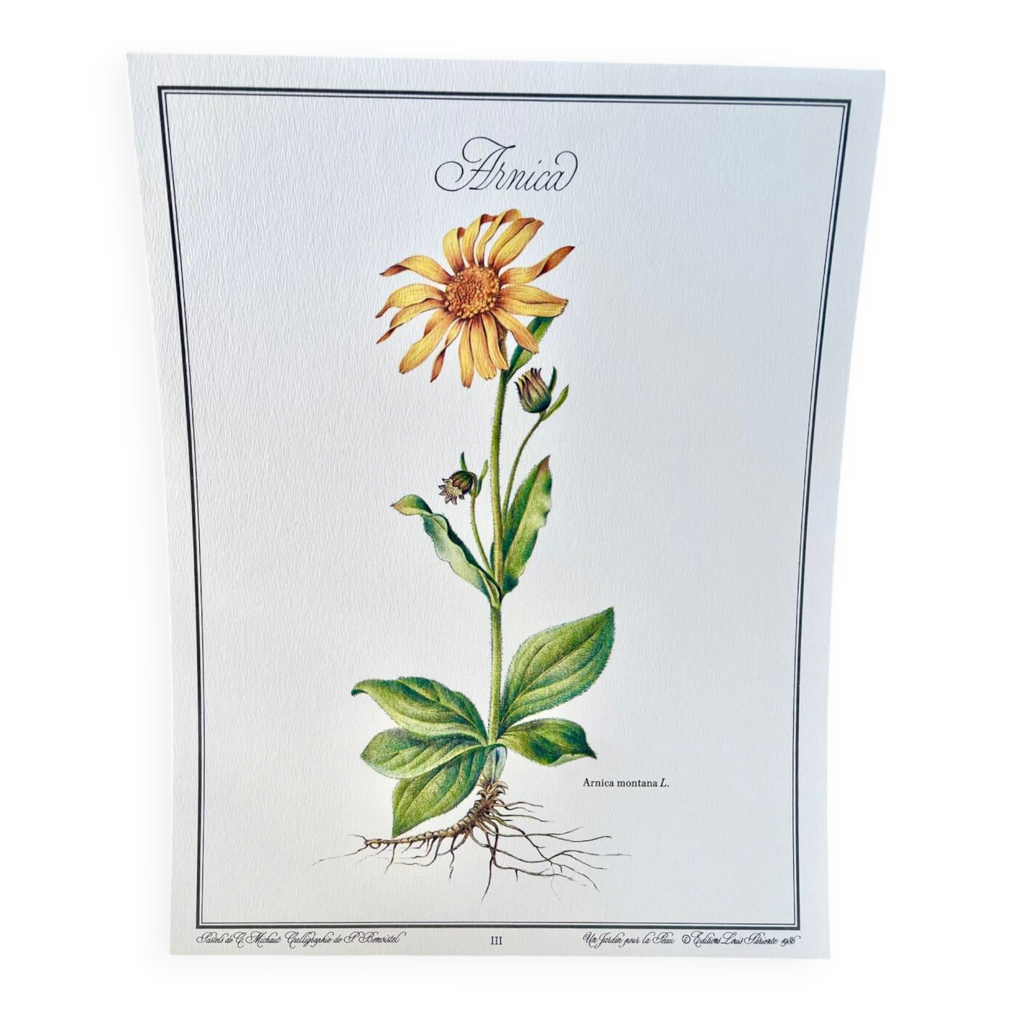 Botanical plate – Arnica – Louis Pariente, 1986