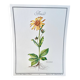 Botanical plate – Arnica – Louis Pariente, 1986