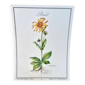 Botanical plate – Arnica – Louis Pariente, 1986