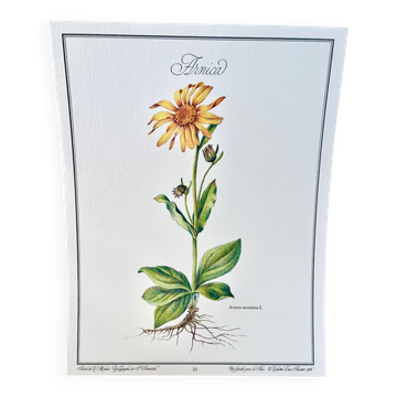 Botanical plate – Arnica – Louis Pariente, 1986