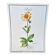 Botanical plate – Arnica – Louis Pariente, 1986