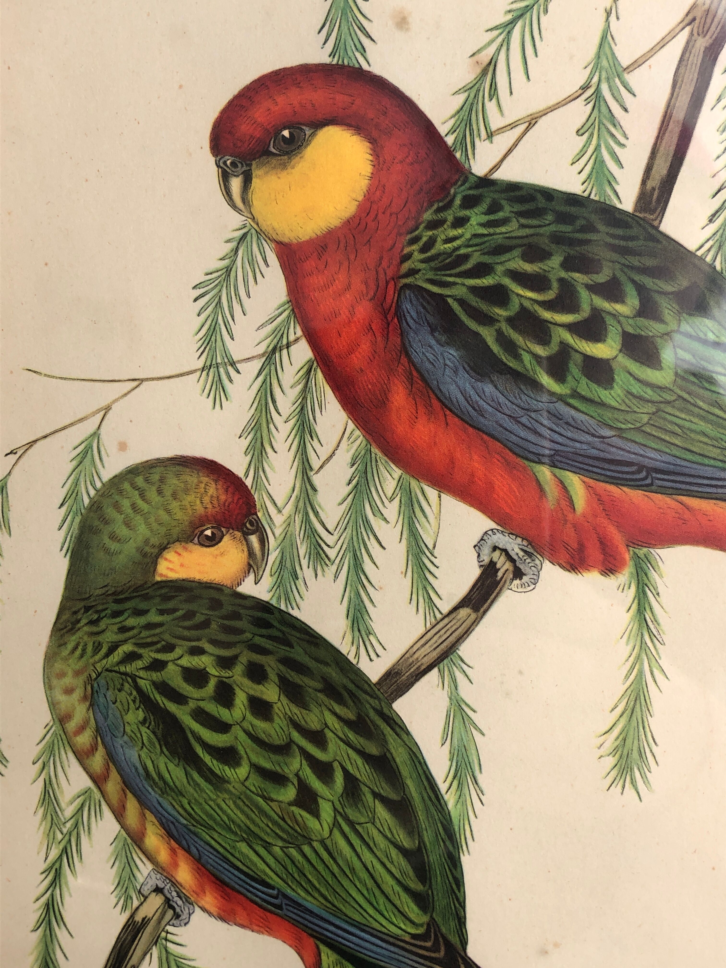 « Platycercus Icterotis » ornithological board  - J&L Gould