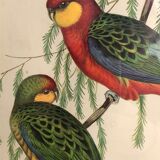 « Platycercus Icterotis » ornithological board  - J&L Gould