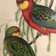 « Platycercus Icterotis » ornithological board  - J&L Gould