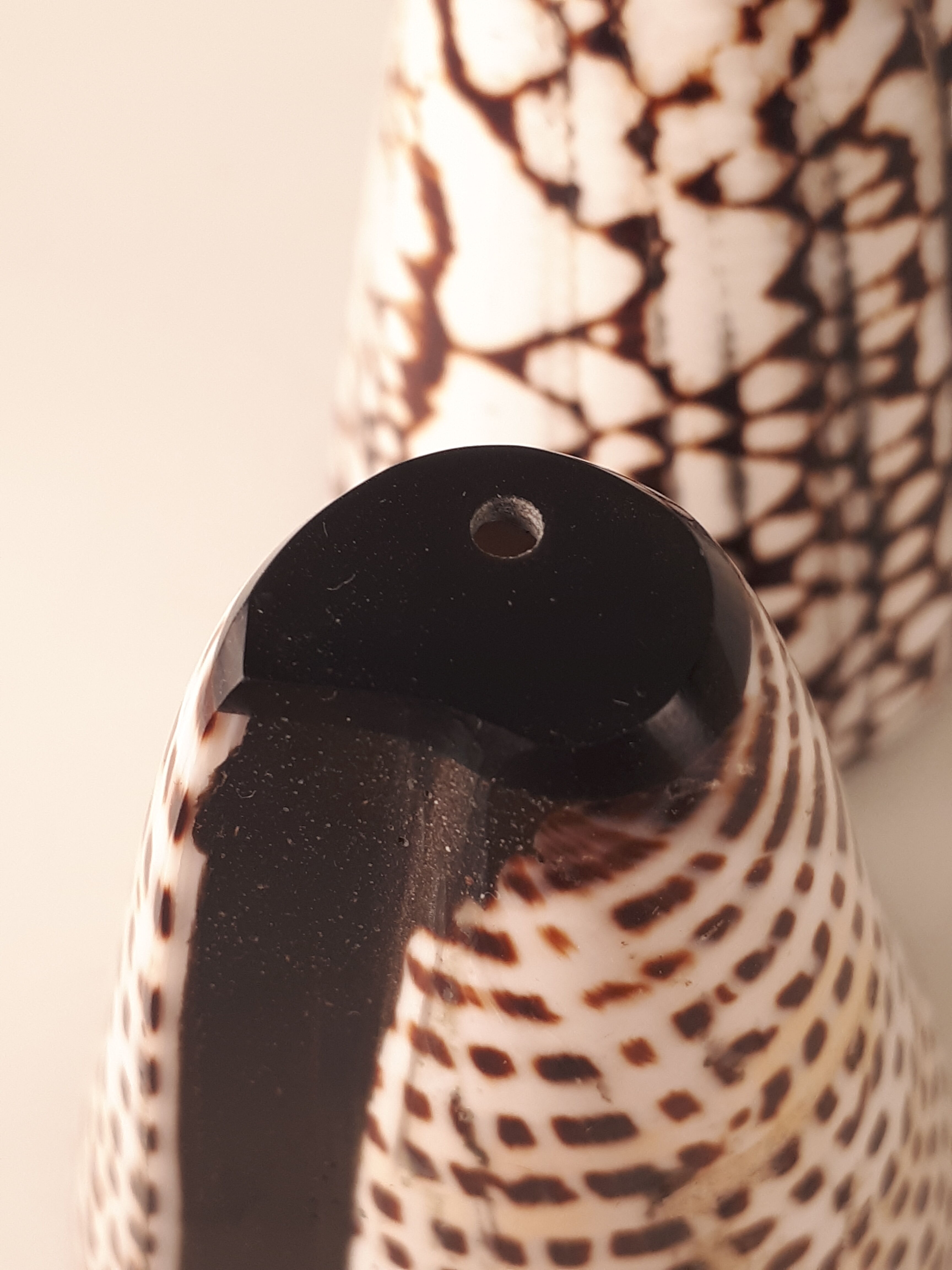 salt salt shaker sea shell real vintage nature curiosity