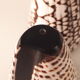 salt salt shaker sea shell real vintage nature curiosity