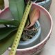 Slip pot cover Saint Amand