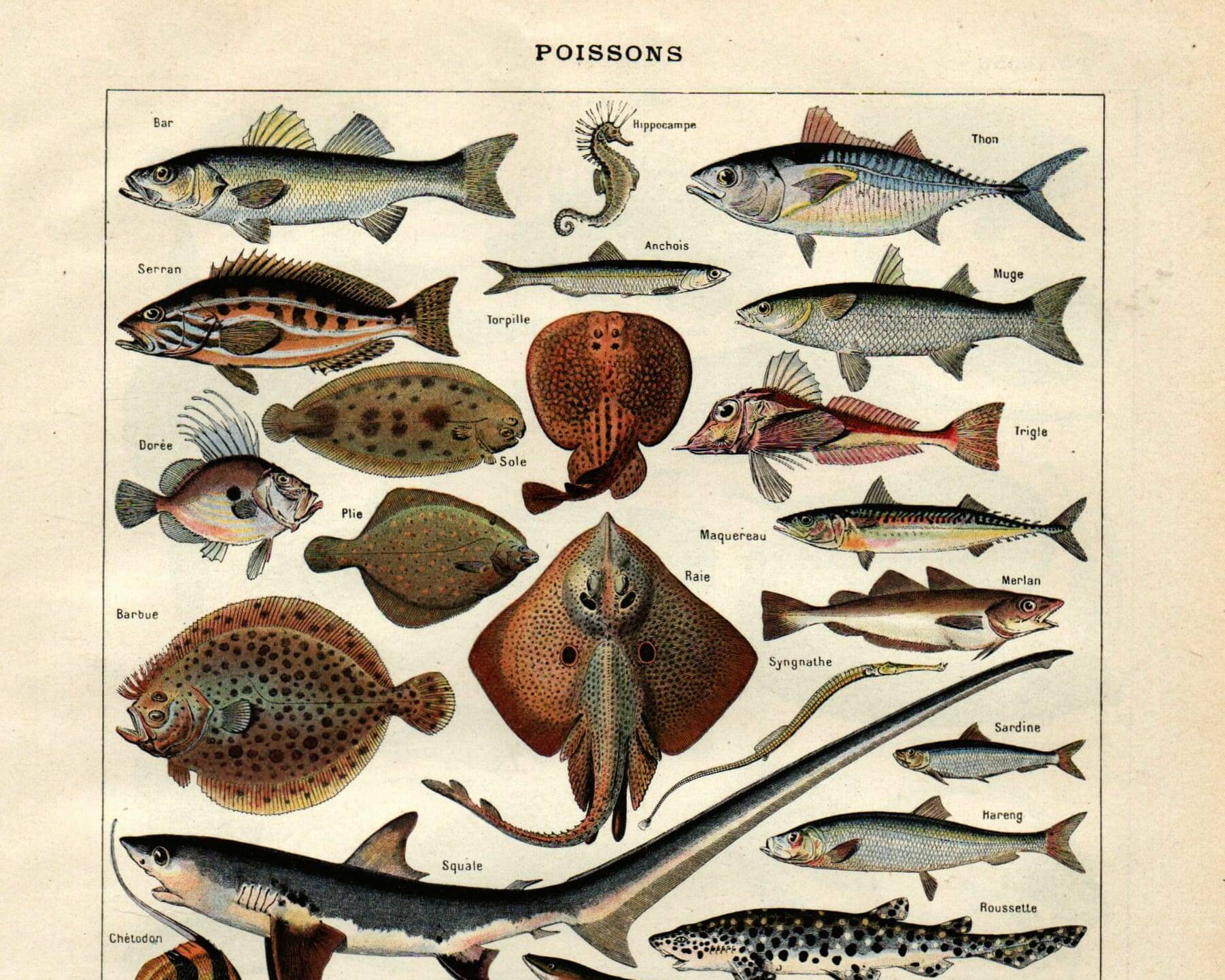 Old engraving 1923 - Fish by A. Millot - Vintage zoological plate