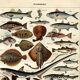 Old engraving 1923 - Fish by A. Millot - Vintage zoological plate