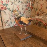 Naturalized golden pheasant taxidermy