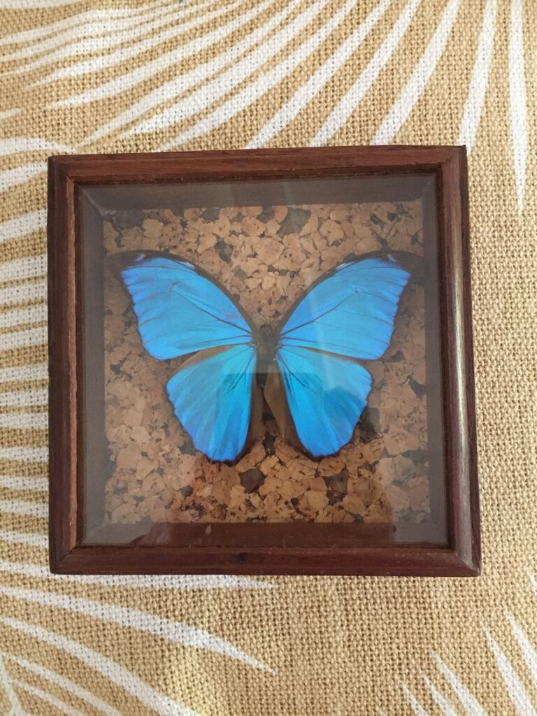 Blue butterfly framed Morpho menelaus Guyana curiosity cabinet