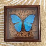 Papillon bleu encadré Morpho Menelaus Guyane cabinet de curiosité