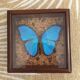 Papillon bleu encadré Morpho Menelaus Guyane cabinet de curiosité