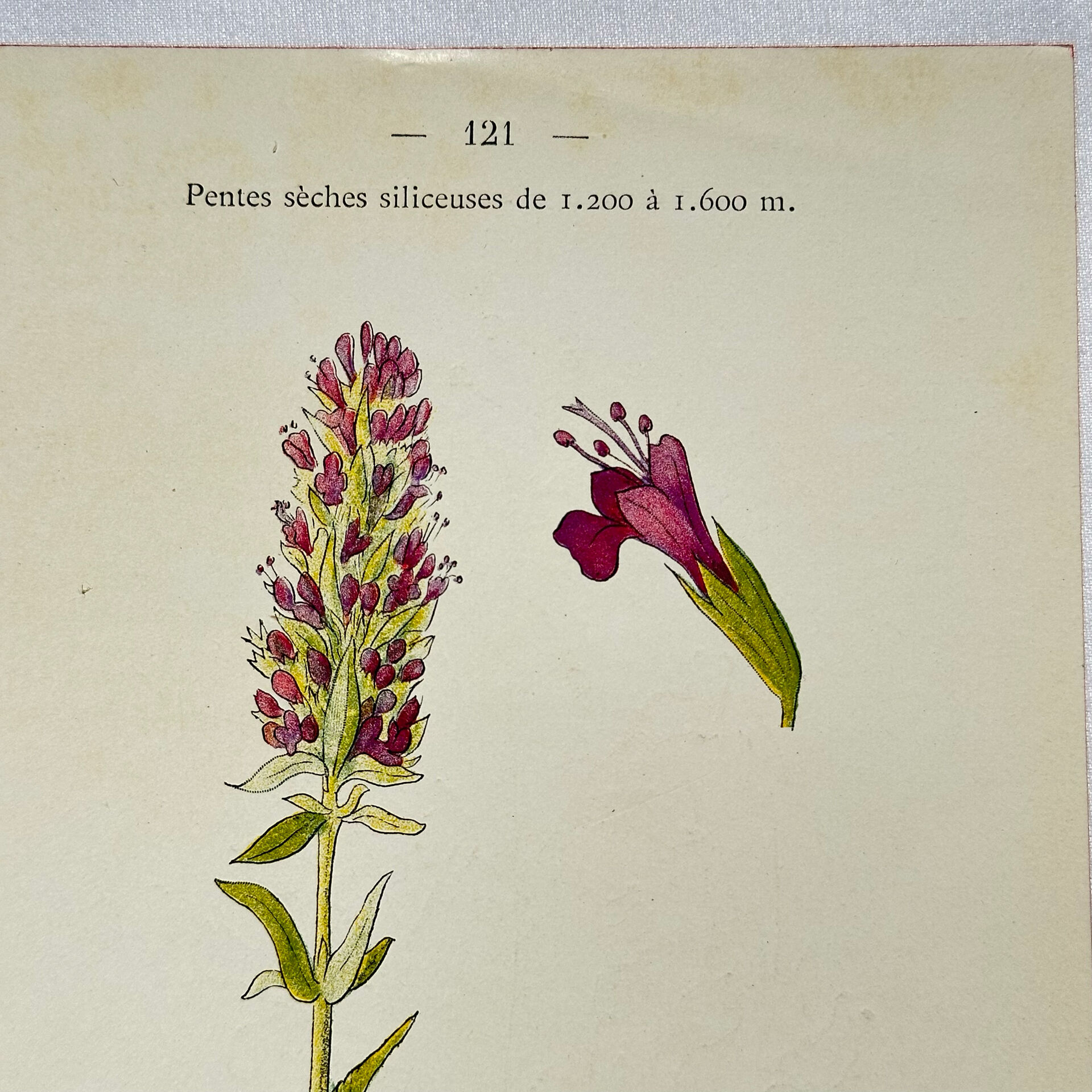 19th-century botanical engraving, double-sided, hand-coloured, naturalist work.
