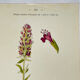 19th-century botanical engraving, double-sided, hand-coloured, naturalist work.