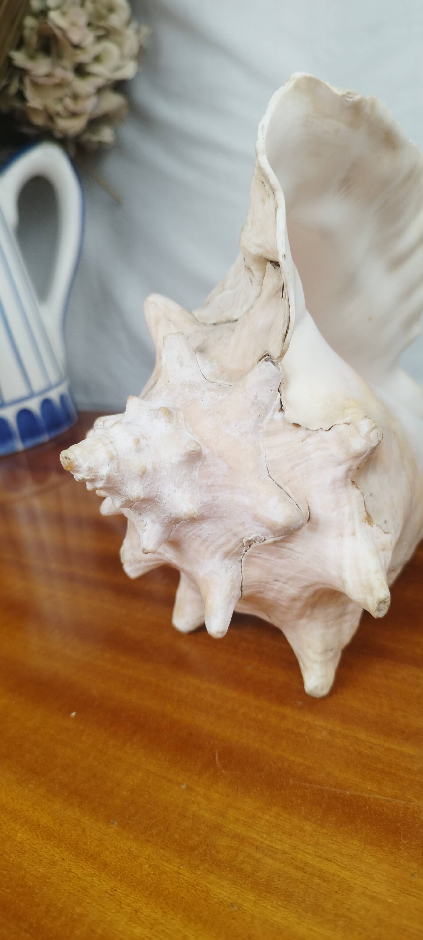 Large Lambi Conch, Marine Curiosity Object, Vintage Seashell