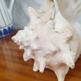 Large Lambi Conch, Marine Curiosity Object, Vintage Seashell