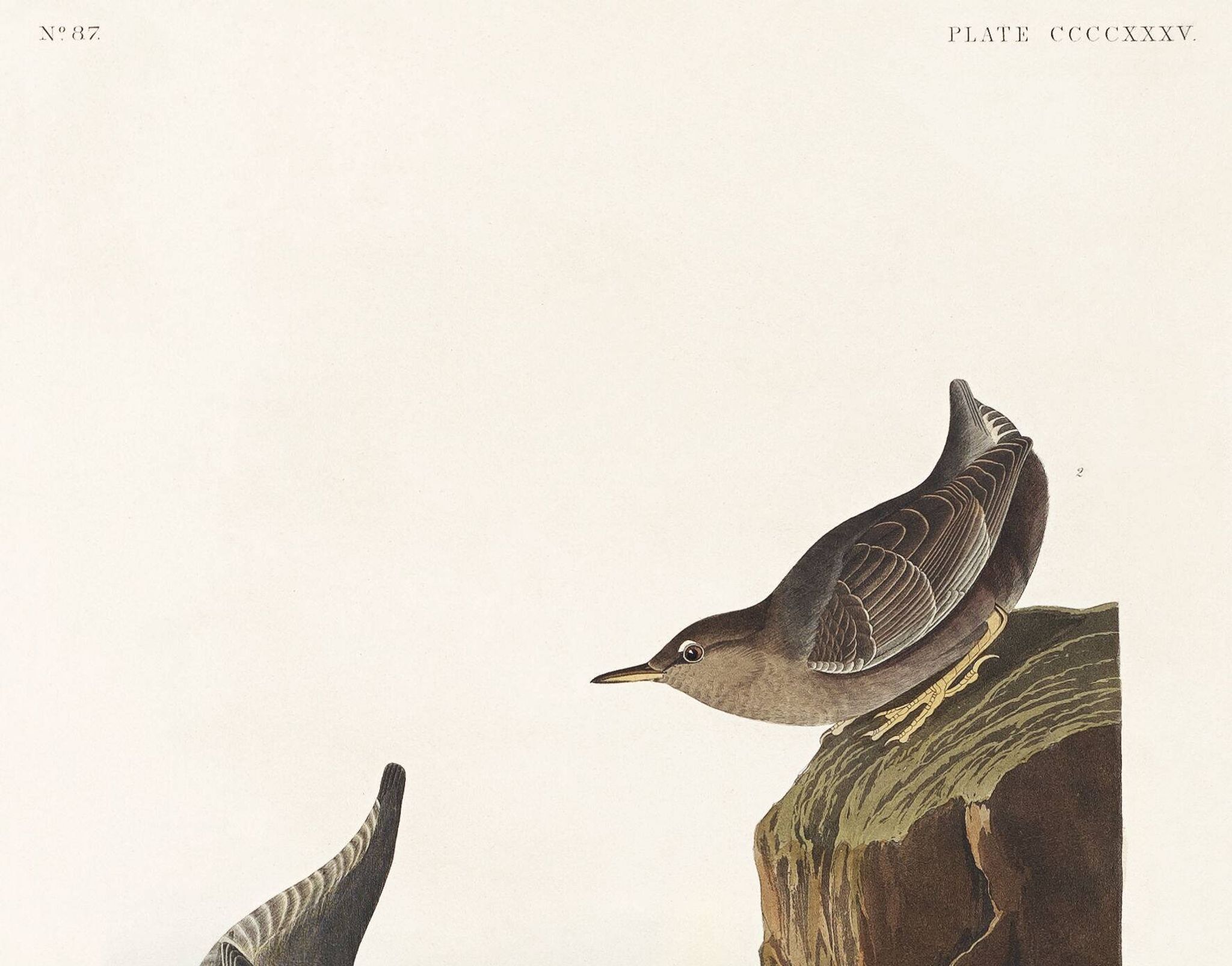 Poster about the Dipper, based on an old engraving from 1827.