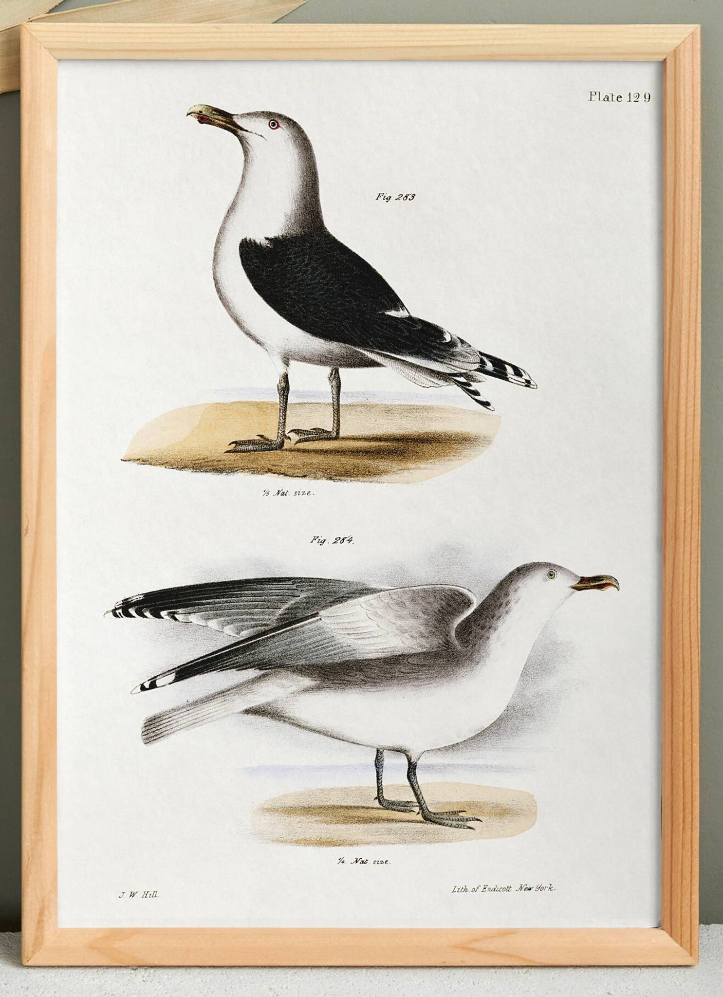 Affiche sur les goélands, d’après une lithographie ancienne de 1842.