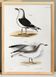 Poster about seagulls, based on an old lithograph from 1842.