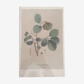 Botanical poster two-sided Glutinous Aulne / Bear Garlic