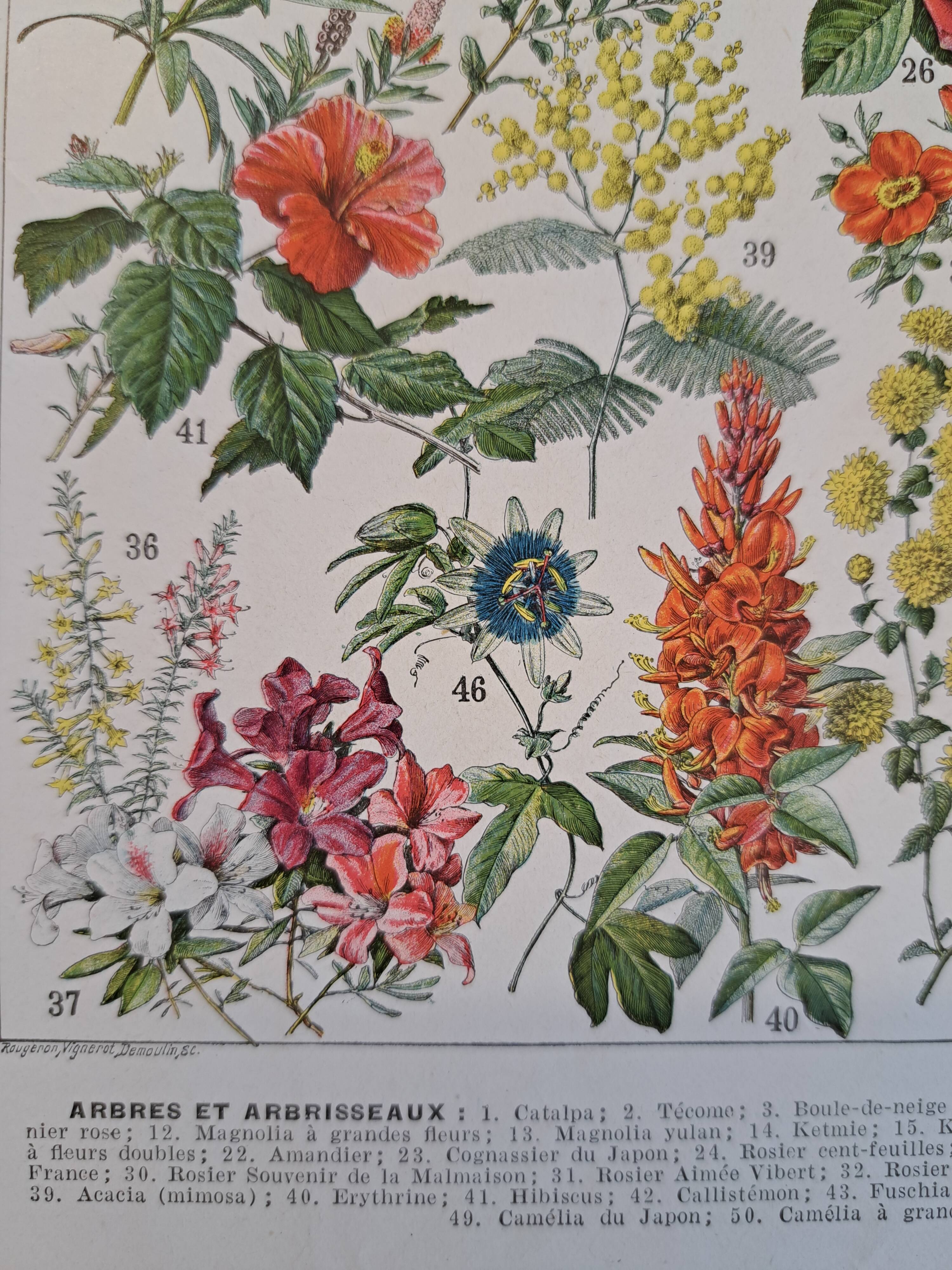 Ancienne planche botanique « Fleurs – Arbres et arbisseaux » – 1930