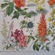 Ancienne planche botanique « Fleurs – Arbres et arbisseaux » – 1930