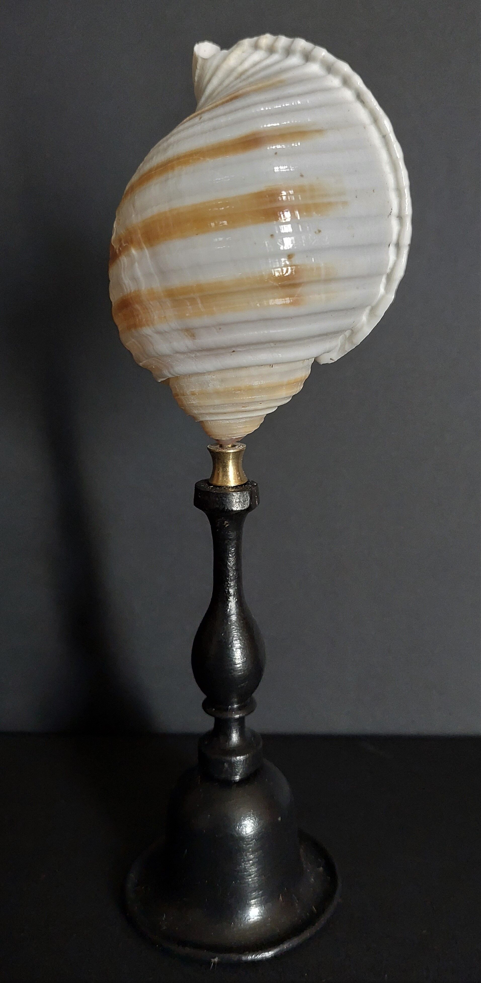 Cabinet of Curiosities shell tonna sulcosa on pedestal