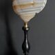 Cabinet of Curiosities shell tonna sulcosa on pedestal