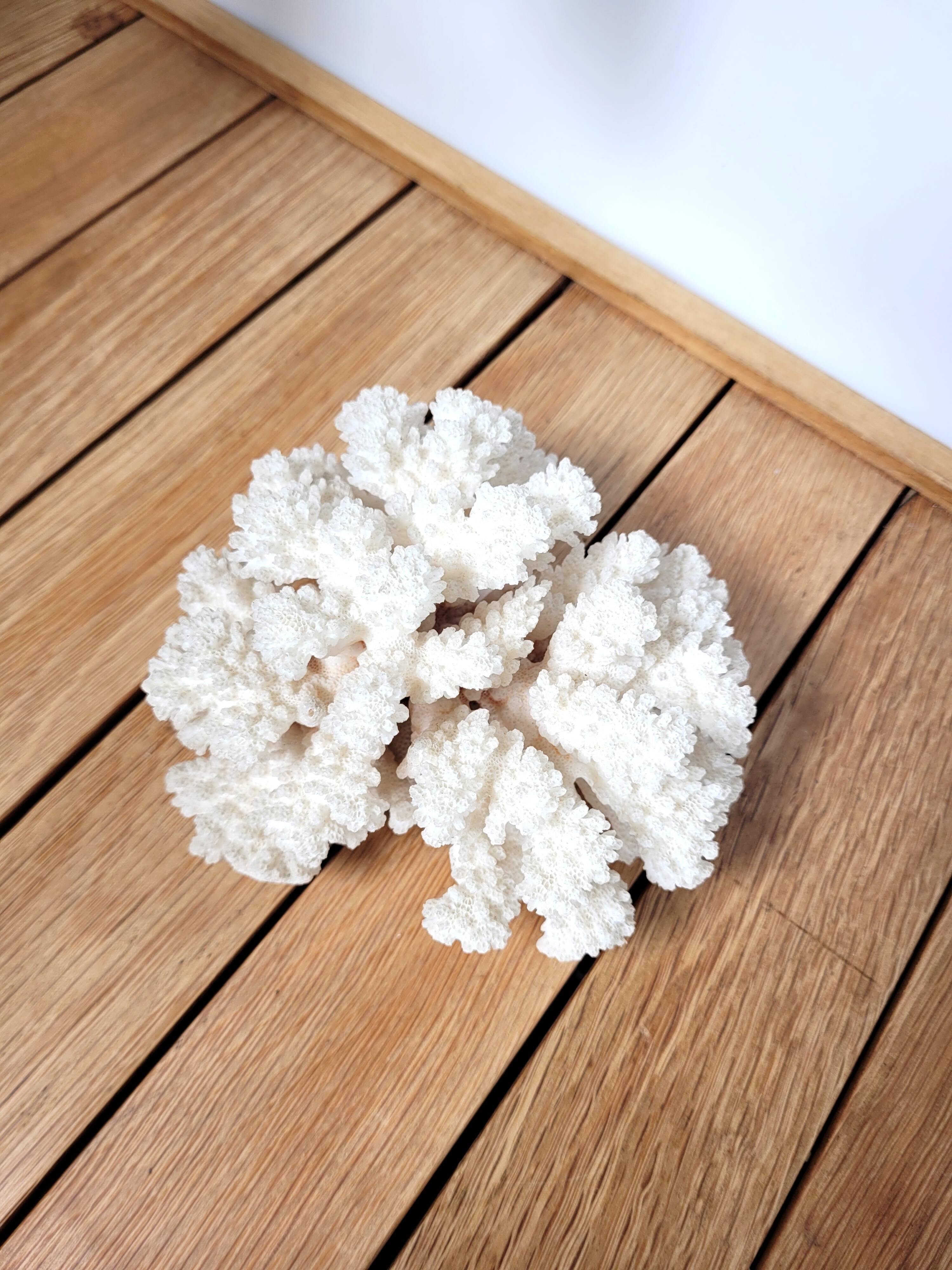 White coral branch 13x12cm