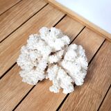 White coral branch 13x12cm