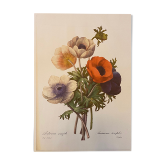 Illustration poster Pierre Joseph Redouté