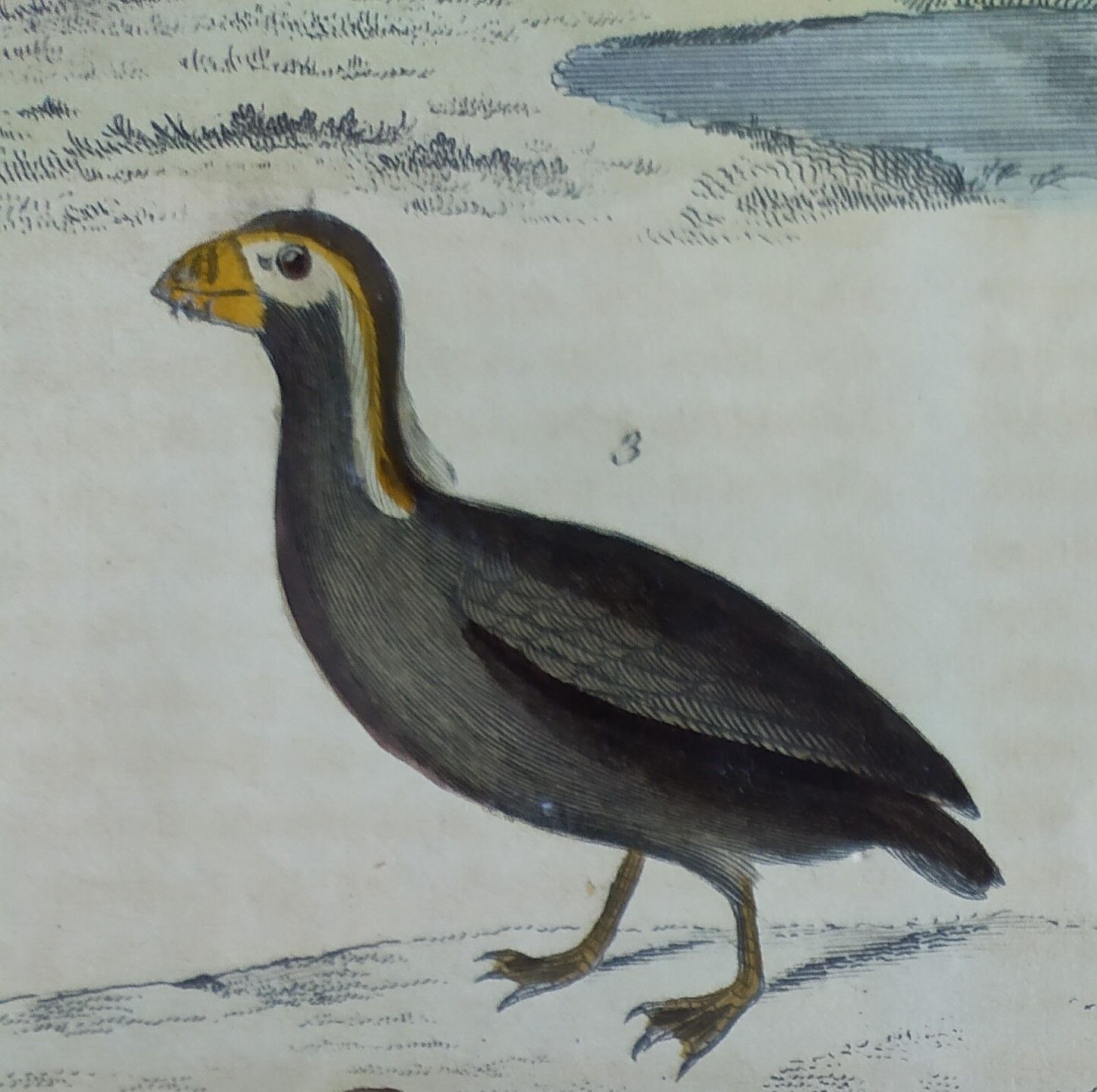 Original ornithological plate " Guillemot - Puffin - &c.. Buffon (1837)