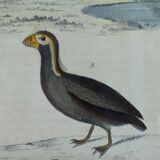 Planche ornithologique originale " Guillemot - Macareux - &c.. Buffon 1837