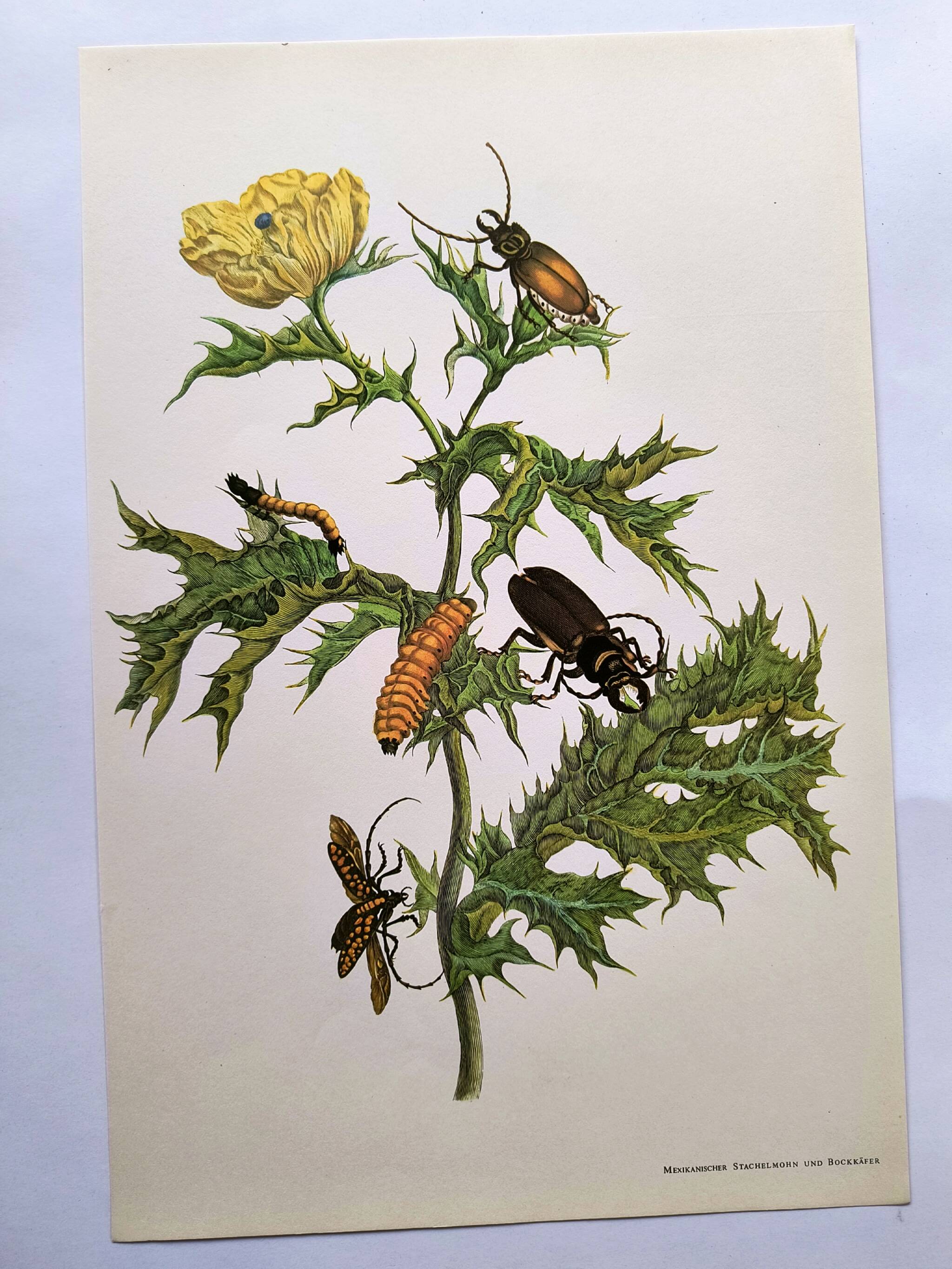 Merian Botanical Plate - Mexican Thorny Thistle - Ancient and Natural