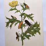Merian Botanical Plate - Mexican Thorny Thistle - Ancient and Natural