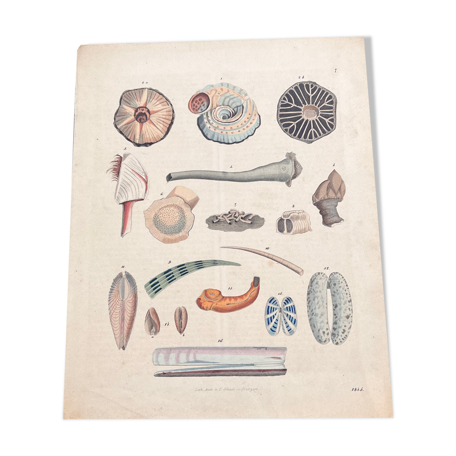 Affiche lithographie coquillages