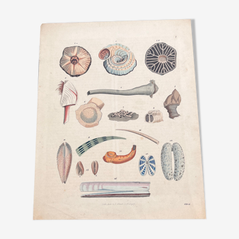 Poster (lithograph) shells