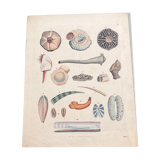 Poster (lithograph) shells