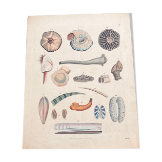 Poster (lithograph) shells