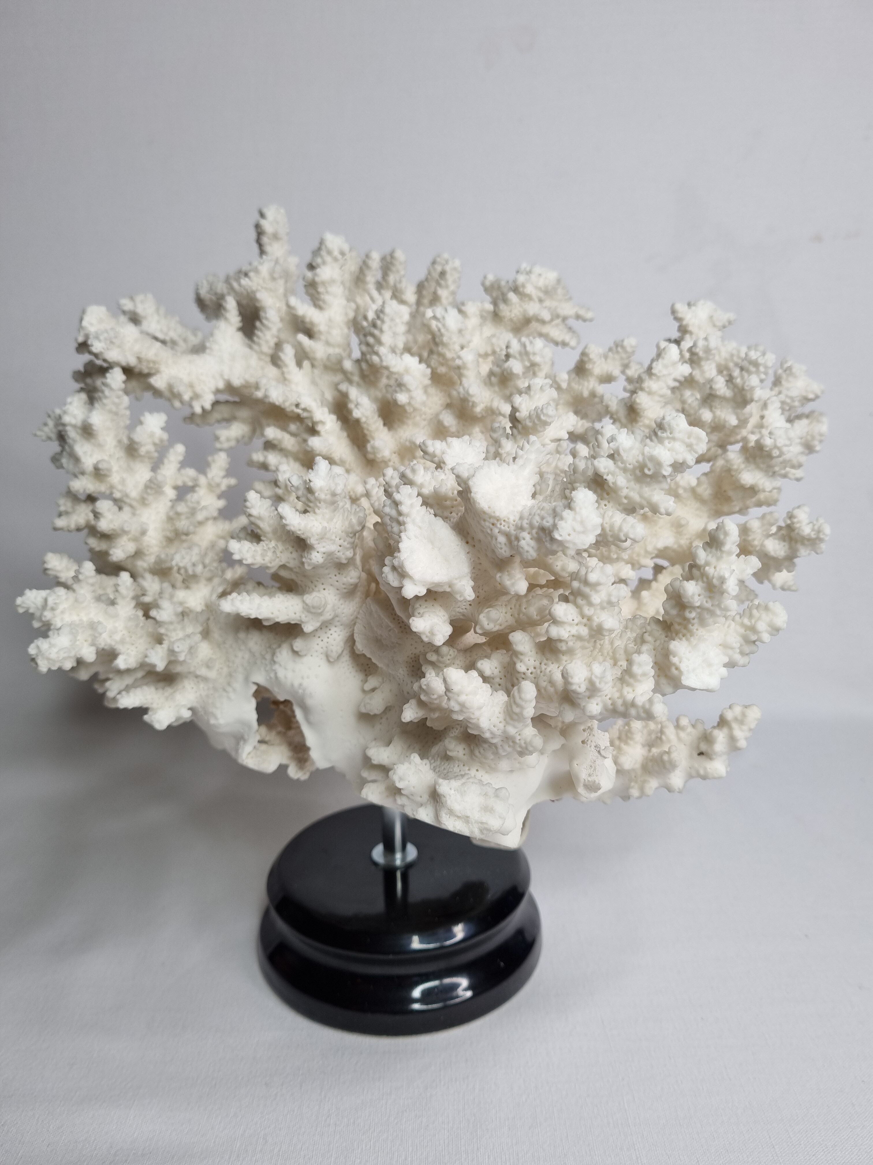 Old white coral in branches on base, 32 cm