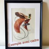 Old plate -Momot- Vintage ornithological illustration of birds