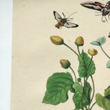 Old engraving from 1838 - Sphinx butterfly 1 - Zoological and botanical hand-colored plate