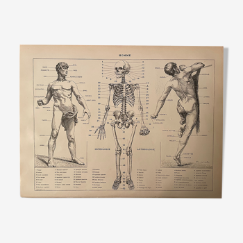 Lithographie gravure sur l'anatomie de 1897
