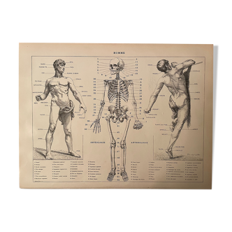 Lithographie gravure sur l'anatomie de 1897