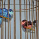 Lustre suspension cage à oiseaux vintage