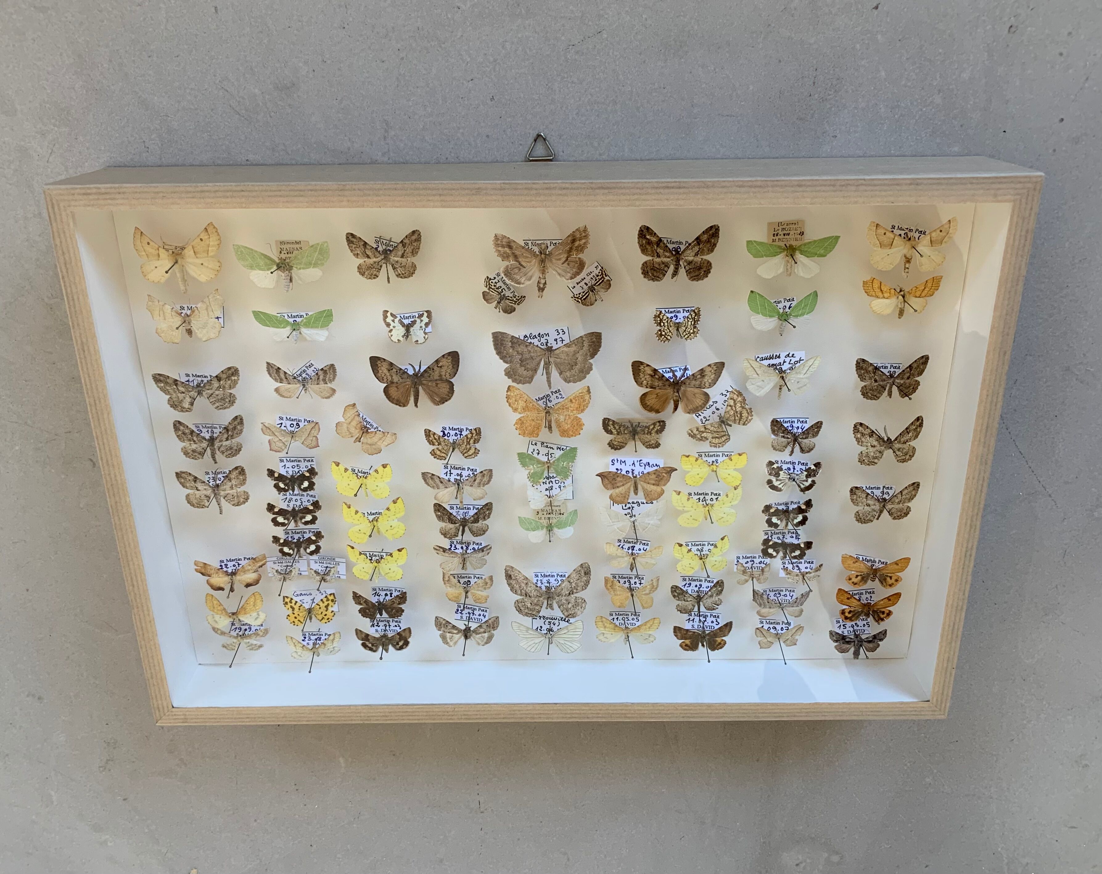 Butterflies stuffed under glass