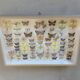 Butterflies stuffed under glass